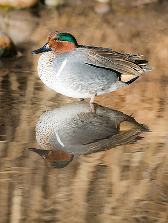 Green-winged_Teal_1