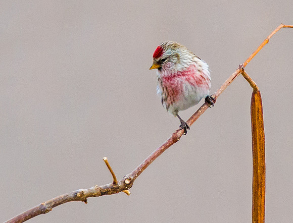 Common_Redpoll_1