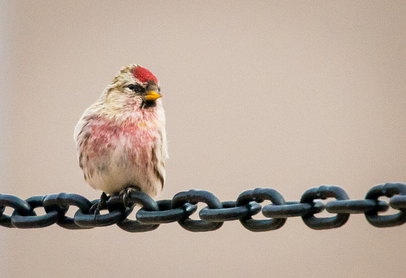 Common_Redpoll_2