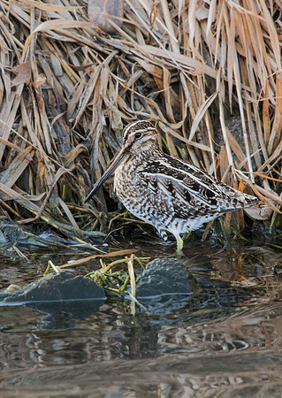 Snipe_1