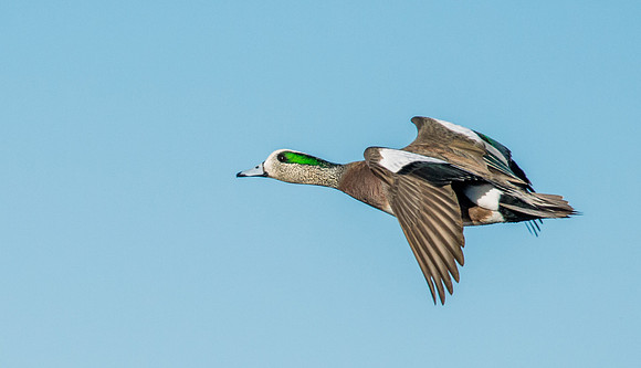 American_wigeon_1