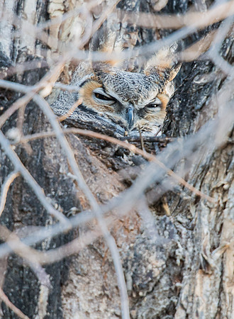 Great_Horned_Owl_1