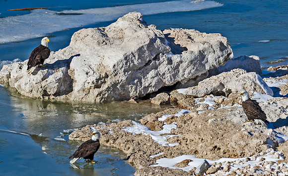 Bald_eagle_53