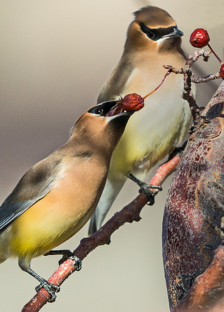 Cedar_waxwing_8
