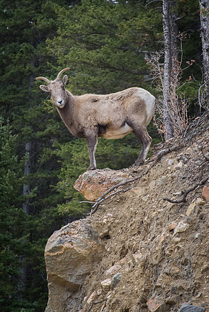 Bighorn_Sheep_on_Cliff