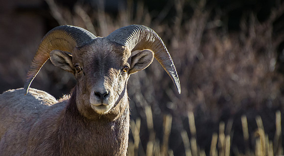 Ram_1