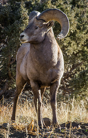 Ram_2