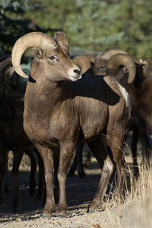 Ram_3