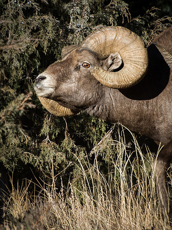 Ram_4