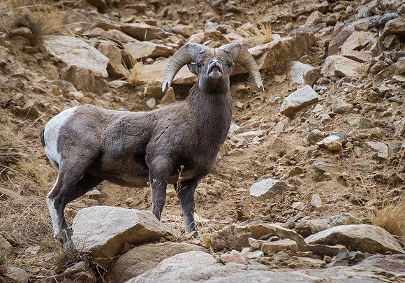 Bighorn_Ram_10