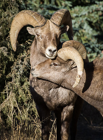 Ram Love