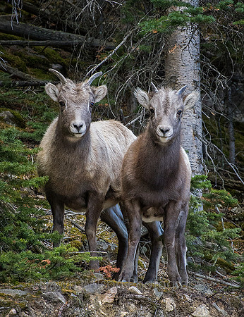 Bighorn_Sheep_Pair_2