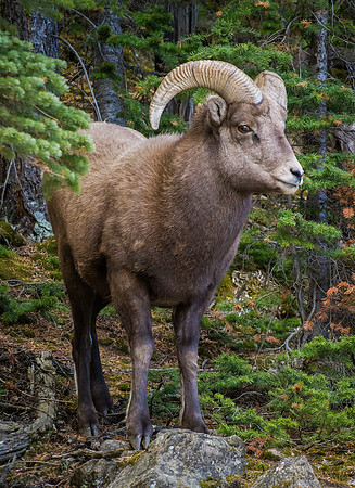 Bighorn_Ram_in_Woods