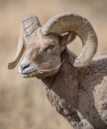 Bighorn_Ram_15