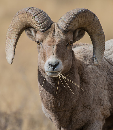 Bighorn_Ram_16