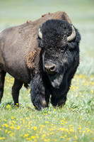 Watchful Bison