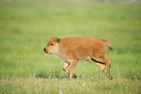 Running Bison Calf