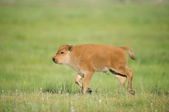 Running Bison Calf