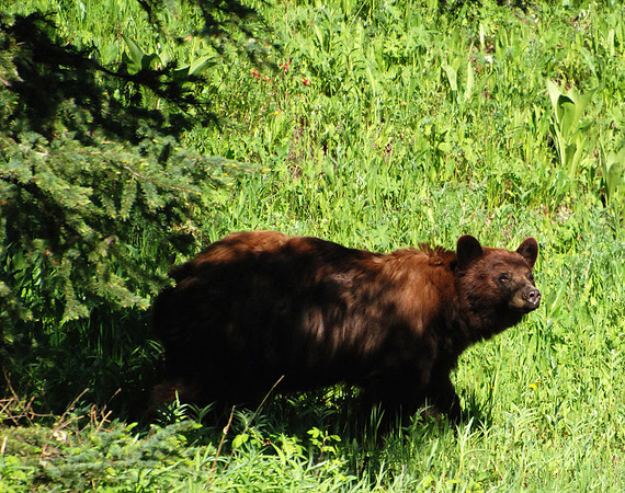 Black_Bear_3