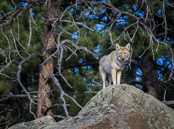Coyote_on_Boulder