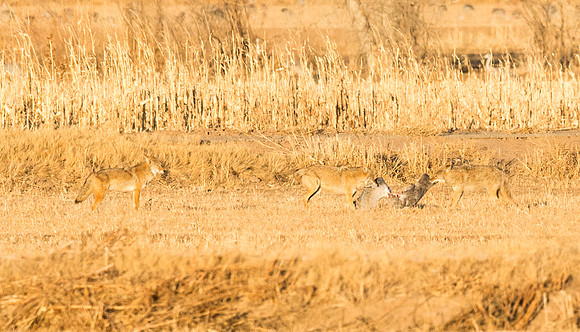 Coyotes_and_Sandhill_Crane