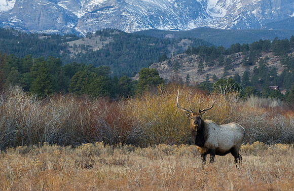 Elk_1