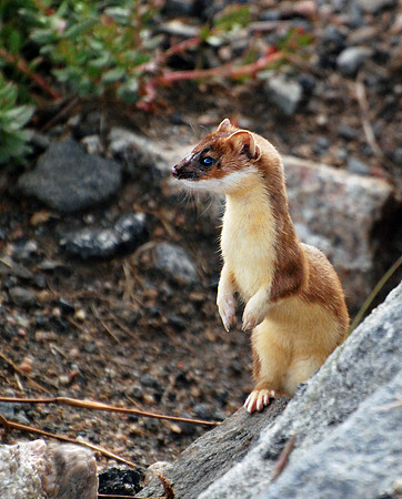 Long-tailed weasel