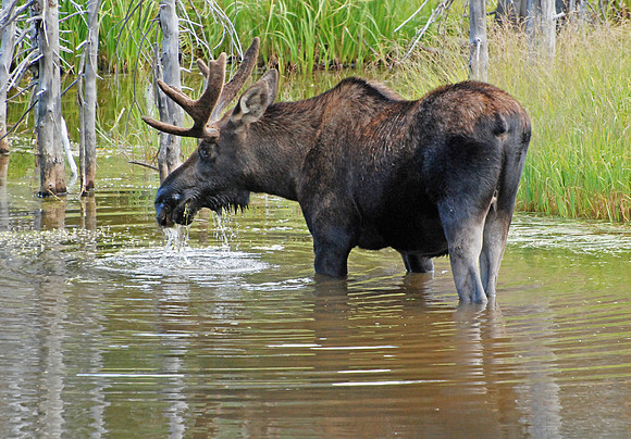Grazing Moose