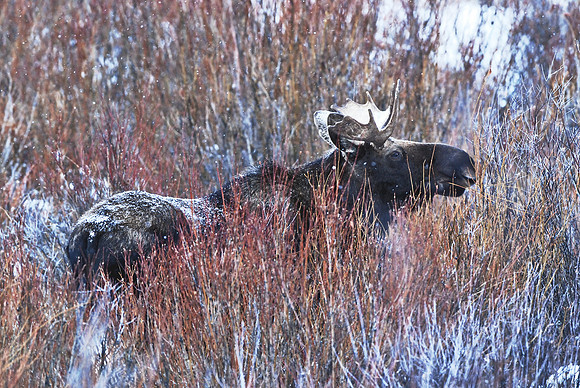 Snowy Moose