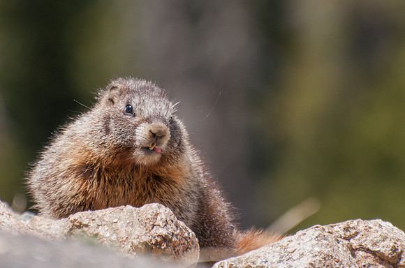 Marmot_2