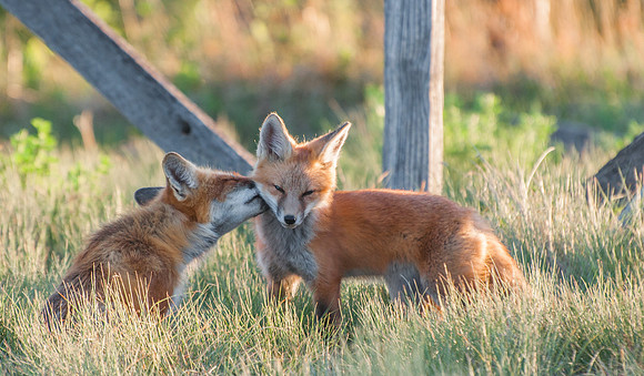 Fox_Vixen_and_Kit