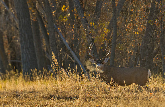 Mule_deer_buck_92