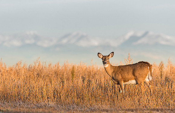 White-tailed_deer_doe_66