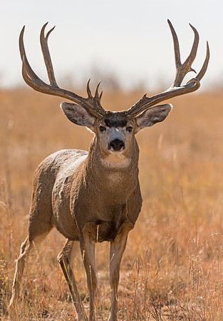 Mule_deer_buck_91