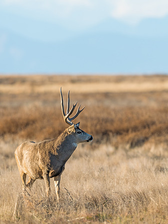 Mule_deer_buck_69