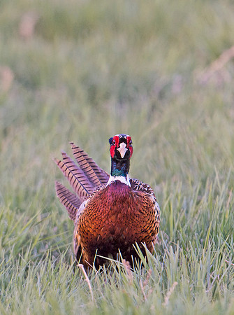 Ring-necked_pheasant_2