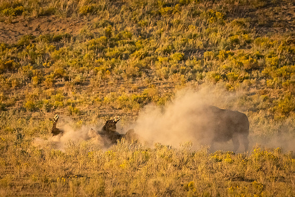 Bison_YNP_2025_1