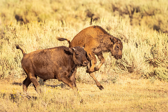 Bison_YNO_2025_6