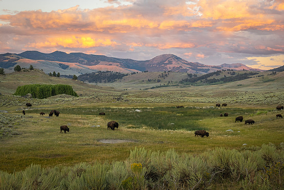Bison_YNP_2025_7