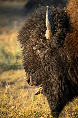 Bison_YNO_2025_5