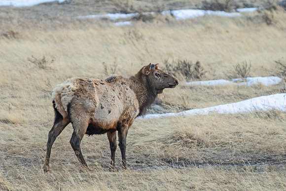 Elk_RMNP_2025_1