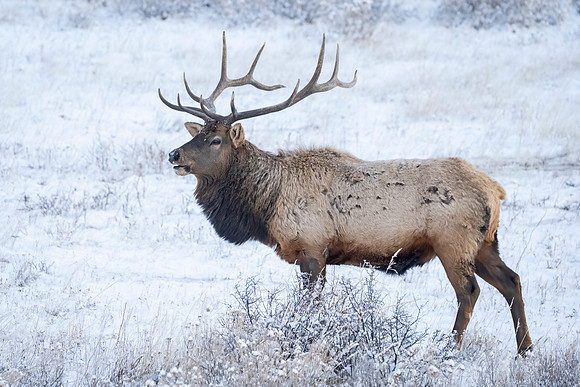 Elk_RMNP_2026_2