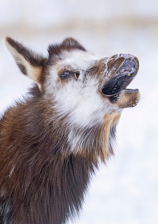 Elk_EP_2025_2