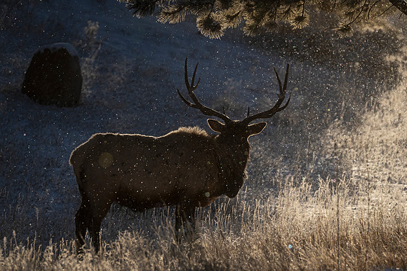 Elk_RMNP_2026_1