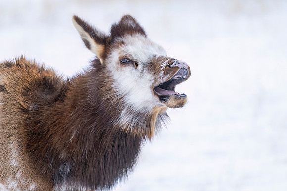 Elk_EP_2025_1