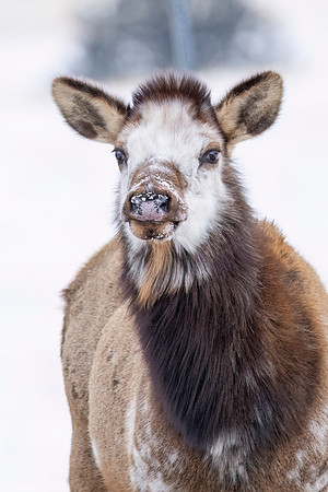 Elk_EP_2025_5