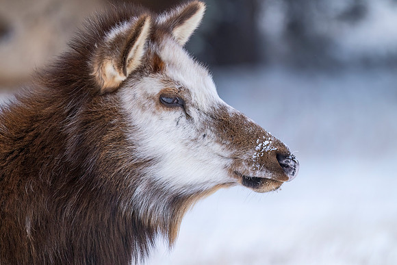 Elk_EP_2025_4