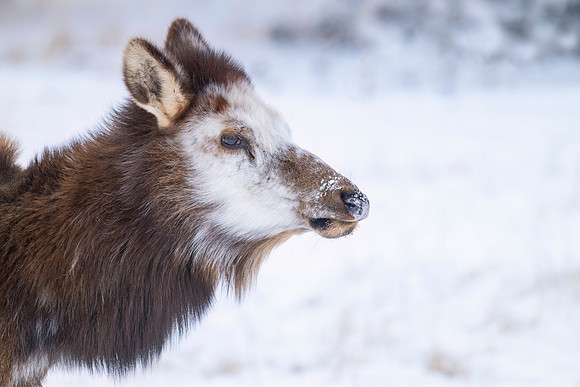 Elk_EP_2025_3