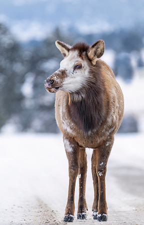 Elk_EP_2025_6