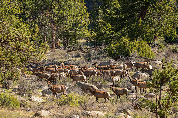 Elk_RMNP_2025_2
